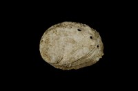 藏品(瘤鮑螺)的圖片